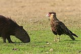 Crested Caracaraborder=